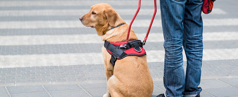 Sit, Stay, Work: Service Animals In The Workplace