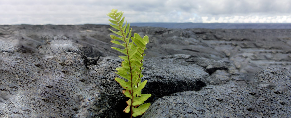 Fern emerging in lava flow Hawaii as a symbol of business resilience